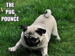 Image result for Super Funny Pug Memes