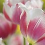 Image result for May Flowers Wallpaper for iPhone 13