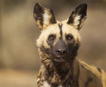 Image result for African Wild Dog Endangered