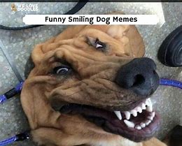 Image result for Simle Dog Meme
