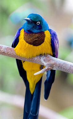 Choucador royal - Golden-breasted Starling | Beautiful birds, Colorful ...