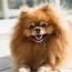 Image result for Most Popular Small Dog Breeds
