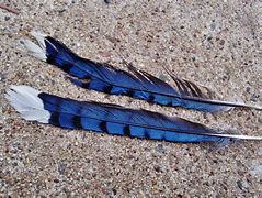 Image result for Blue Feather Wings
