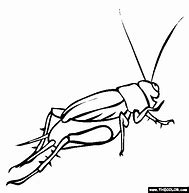 Image result for Cricket Insect Coloring Pages