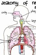 Image result for Respiratory System Body Parts