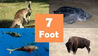 Image result for Things That Are 7 Feet Tall