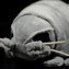 Image result for Isopod Toy
