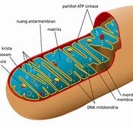 Image result for DNA Mitokondria