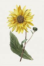 Image result for Hand Drawn Sunflower