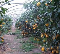 Image result for Indoor Lemon Tree Care