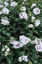 Image result for Hibiscus syr. Lady Stanley