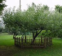 Image result for Nowton Apple