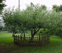 Image result for Old Apple Tree