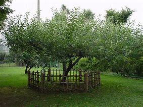 Image result for Apple Fruit Tree