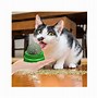 Image result for Cat Mint Ball