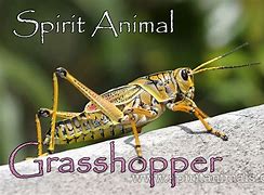 Image result for Grasshopper Spirit Animal