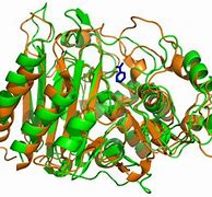 Image result for Enzymatic Protein