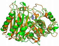 Image result for Parts of an Enzyme