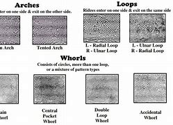 Image result for Fingerprint Outline