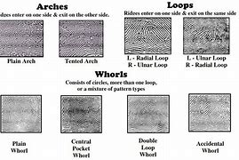 Image result for 8 Standard Fingerprint