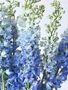 Image result for Delphinium belladonna Cliveden Beauty