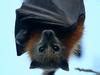 Image result for Sick Fruit Bats