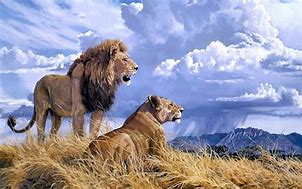 Image result for Beautiful Lion Photography