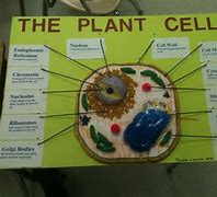 Image result for Cell Organelle Project