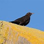 Image result for Male and Female Blackbirds