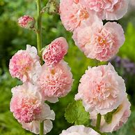 Image result for Alcea rosea double apricot