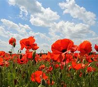 Image result for The Field of Poppies