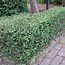 Image result for BUXUS SEMPERVIRENS haagplant