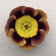 Image result for Primula auricula Lee Paul