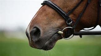 Image result for Sliester Horse Bits