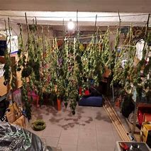 Image result for Fire OG Grow Jornal