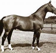 Image result for Anglo-Norman Horse