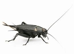 Image result for Cricket Bug Colombia Brown