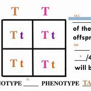 Image result for TT Genotype