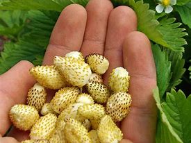 Image result for Fragaria vesca Yellow Wonder