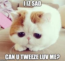 Image result for Sad Cat Meme
