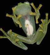 Image result for Glass Frog Costa Rica