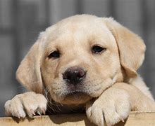 Image result for I'm Sorry Puppy Meme
