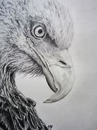 Image result for Eagle Head Pen Drawing