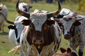Image result for ancient cows breeds