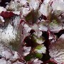 Image result for Saxifraga cortusifolia Black Ruby