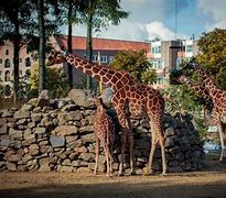 Image result for Art Zoo European