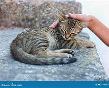 Image result for Human Petting Cat