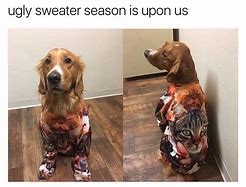 Image result for Dog Sweater Meme