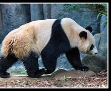 Image result for Singapore Zoo Panda