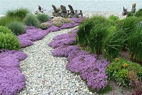 Image result for Creeping Thyme Ground Cover Plants